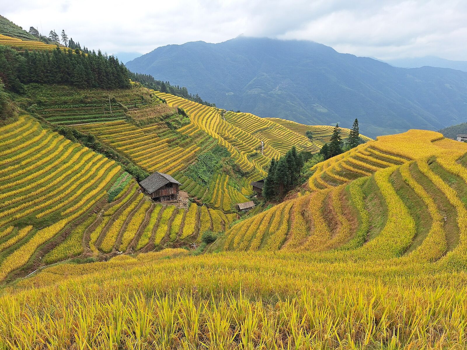 Terrazas de arroz de Longji, Longsheng